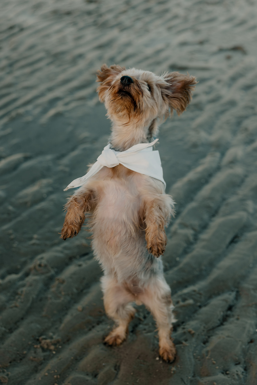 stunning couple pose with their dog during their beach engagement photoshoot